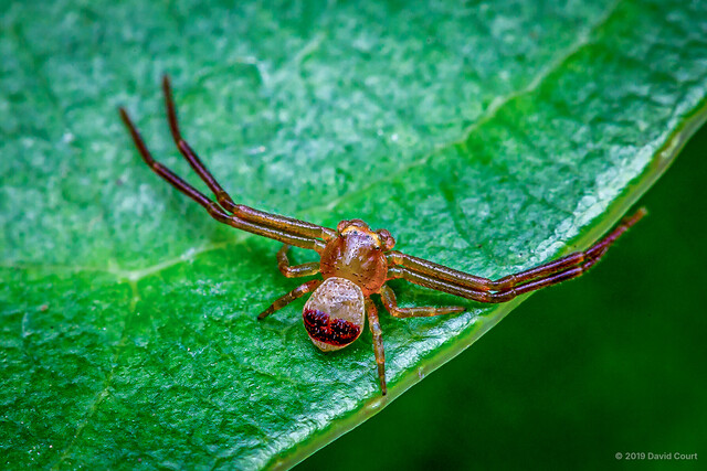 "Philodamia" semicincta•&copy; David Court•All Rights Reserved♂, Adult, Habitus, Dorsal