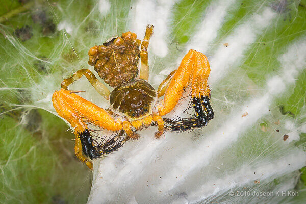 Phrynarachne ceylonica•&copy; Joseph K H Koh•All Rights Reserved♀, Adult, Habitus, Dorsal