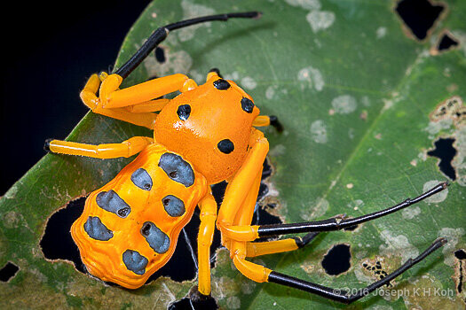 Platythomisus octomaculatus•&copy; Joseph K H Koh•All Rights Reserved♂, Adult, Habitus, Dorsal