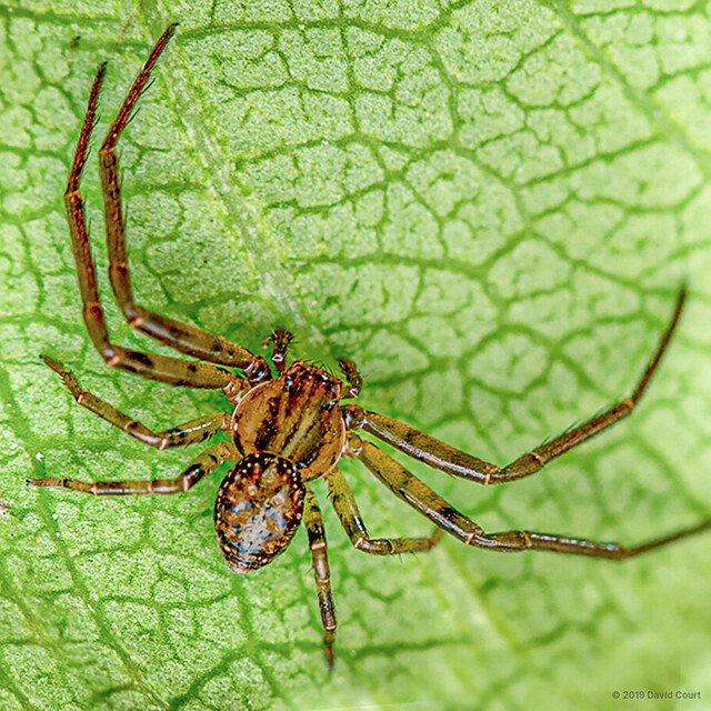 Pycnaxis krakatauensis•&copy; David Court•All Rights Reserved♂, Adult, Habitus, Dorsal