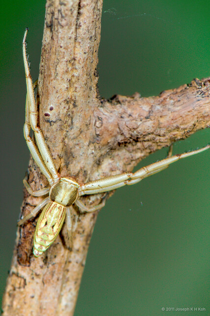 Runcinia sp. "Long-tailed"•&copy; Joseph K H Koh•All Rights Reserved♀, Adult, Habitus, Dorsal