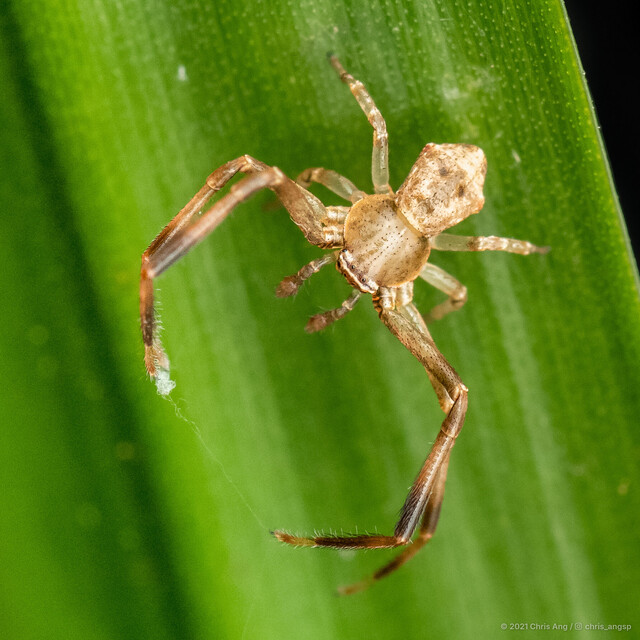 Runcinia sp. "Pentagonal"•&copy; Chris Ang•All Rights Reserved♂, Adult, Habitus, Dorsal