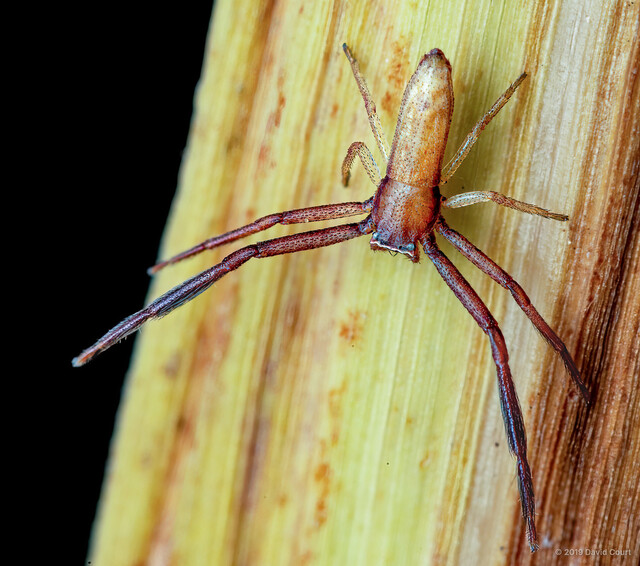 Runcinia sp. "Sharp-tailed"•&copy; David Court•All Rights Reserved♂, Adult, Habitus, Dorsal