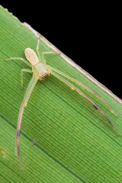 Runcinia acuminata•&copy; Paul Ng•All Rights Reserved♂, Adult, Habitus, Dorsal