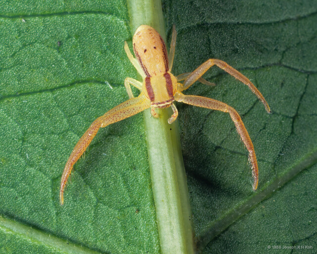 Runcinia insecta•&copy; Joseph K H Koh•All Rights Reserved♂, Adult, Habitus, Dorsal