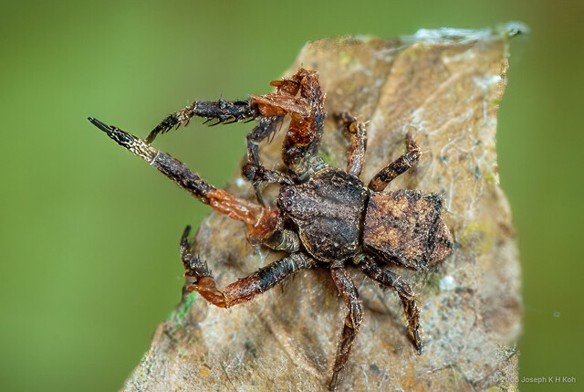 Stephanopis sp. "Thorny"•&copy; Joseph K H Koh•All Rights Reserved♂, Adult, Habitus, Dorsal