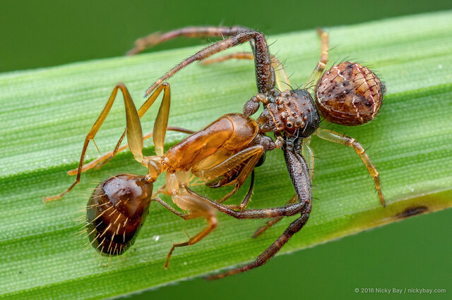 Strigoplus albostriatus•&copy; Nicky Bay•All Rights Reserved♂, Adult, Habitus, Dorsal, Predation