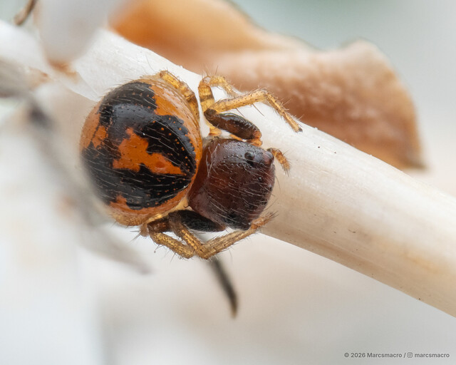 Talaus sp. "Four-blotched"•&copy; Marcsmacro•All Rights Reserved♀, Adult, Habitus, Dorsal