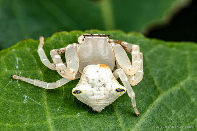 Thomisus sp. "Large Horned"•&copy; Chris Ang•All Rights Reserved♀, Adult, Habitus, Dorsal