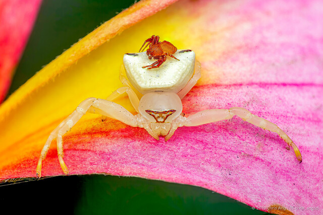 Thomisus callidus•&copy; Chris Ang•All Rights Reserved♂, Adult, Habitus, Dorsal