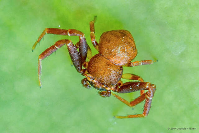 Thomisus nepenthiphilus•&copy; Joseph K H Koh•All Rights Reserved♂, Adult, Habitus, Dorsal