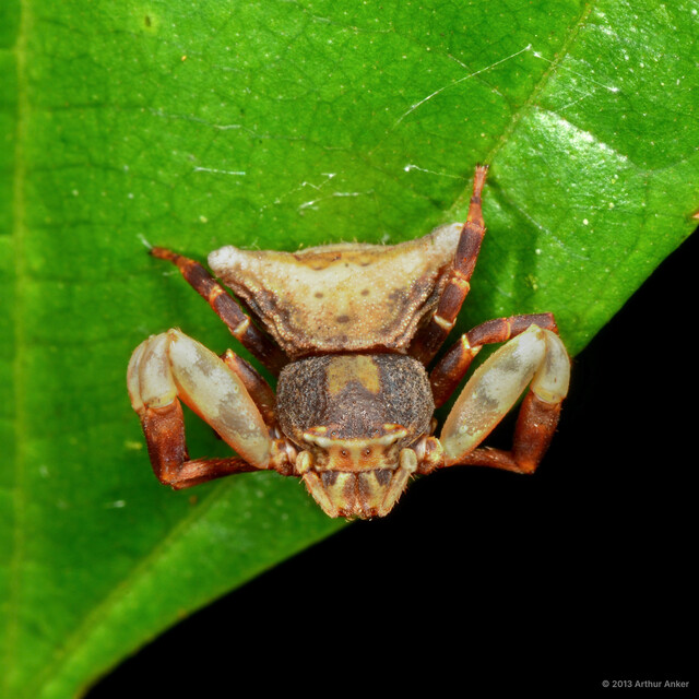 Thomisus perspicillatus•&copy; Arthur Anker•All Rights Reserved♀, Adult, Habitus, Dorsal