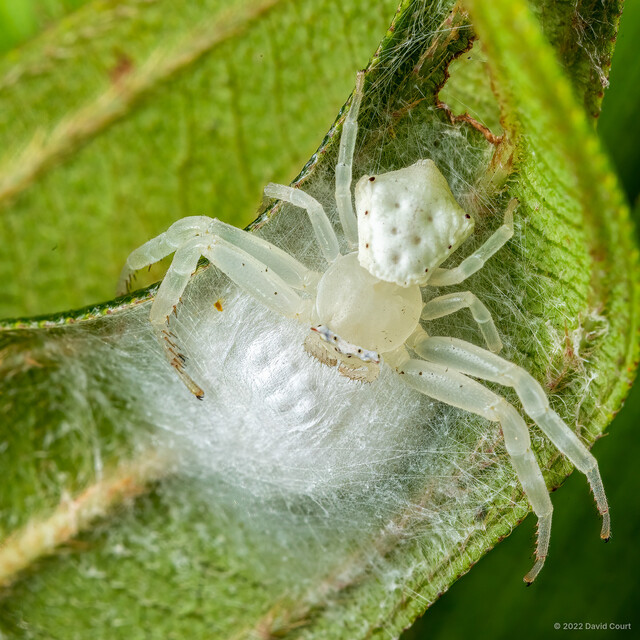Thomisus zhui•&copy; David Court•All Rights Reserved♀, Adult, Habitus, Dorsal, Egg(s)/Egg Sac(s)
