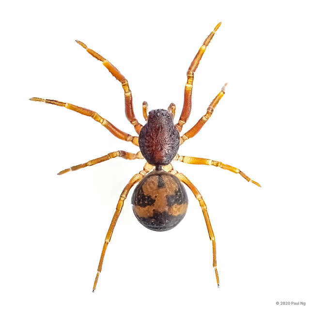 Orthobula sp. "Creamy"•&copy; Paul Ng•All Rights Reserved♀, Adult, Habitus, Dorsal