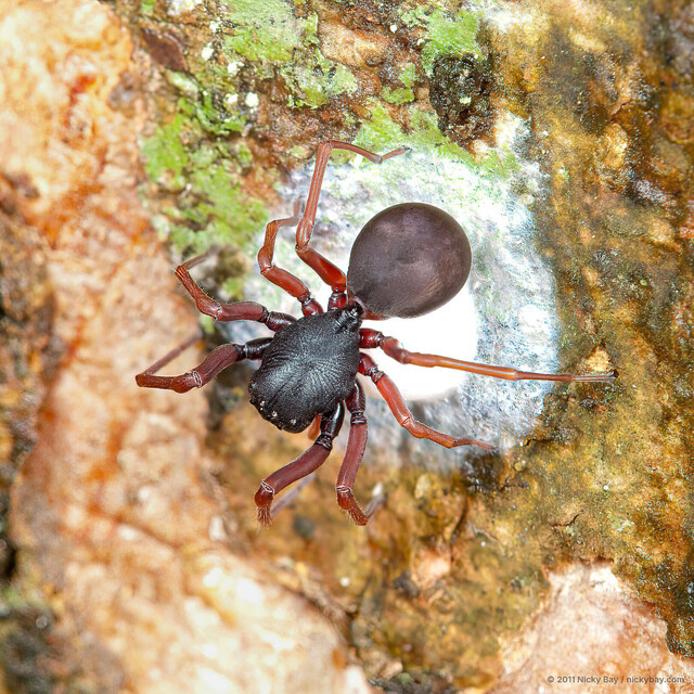 Utivarachna sp. "Singapore Bull-headed"•&copy; Nicky Bay•All Rights Reserved♀, Adult, Habitus, Dorsal, Egg(s)/Egg Sac(s)