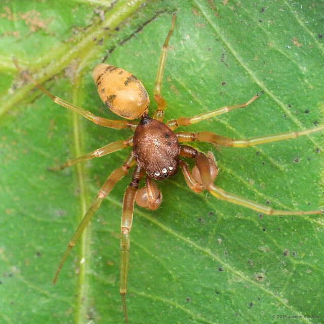 Utivarachna phyllicola•&copy; Joseph K H Koh•All Rights Reserved♂, Adult, Habitus, Dorsal