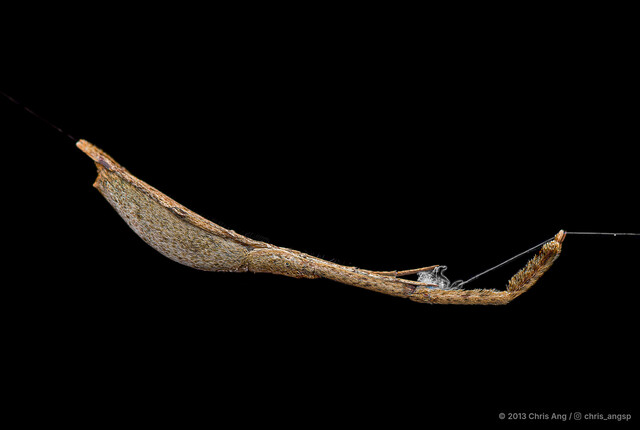 Miagrammopes sp. "Arched-back"•&copy; Chris Ang•All Rights Reserved♀, Adult, Habitus, Lateral