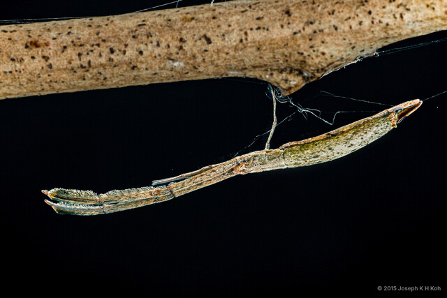 Miagrammopes sp. "Brown-green"•&copy; Joseph K H Koh•All Rights Reserved♀, Adult, Habitus, Lateral