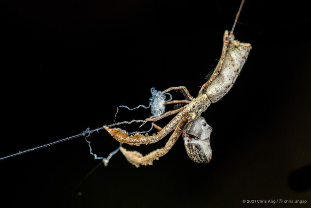 Miagrammopes sp. "Thick Brush"•&copy; Chris Ang•All Rights Reserved♀, Adult, Habitus, Lateral, Egg(s)/Egg Sac(s)