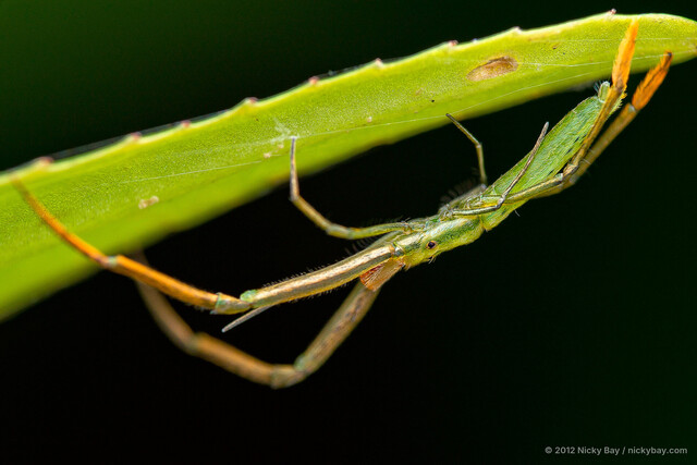 Miagrammopes oblongus•&copy; Nicky Bay•All Rights Reserved♂, Adult, Habitus, Lateral