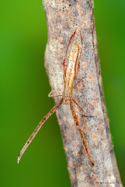 Miagrammopes singaporensis•&copy; Joseph K H Koh•All Rights Reserved♀, Adult, Habitus, Dorsal