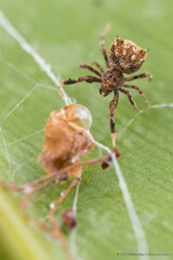 Octonoba sp. "Dark False Uloborus"