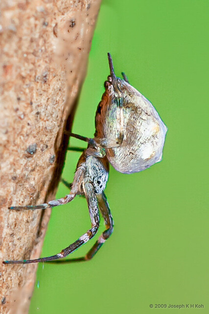 "Philoponella" quadrituberculata•&copy; Joseph K H Koh•All Rights Reserved♀, Adult, Habitus, Lateral
