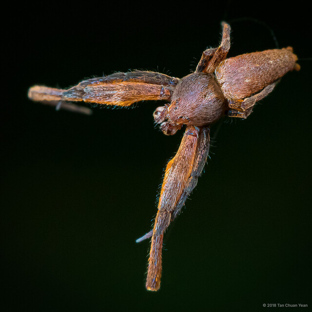 Uloborus sp. "Chocolate"•&copy; Tan Chuan Yean•All Rights Reserved♂, Adult, Habitus, Dorsal