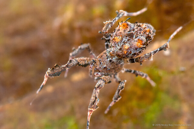 Uloborus sp. "Hooked"•&copy; Nicky Bay•All Rights Reserved♀, Adult, Habitus, Dorsal