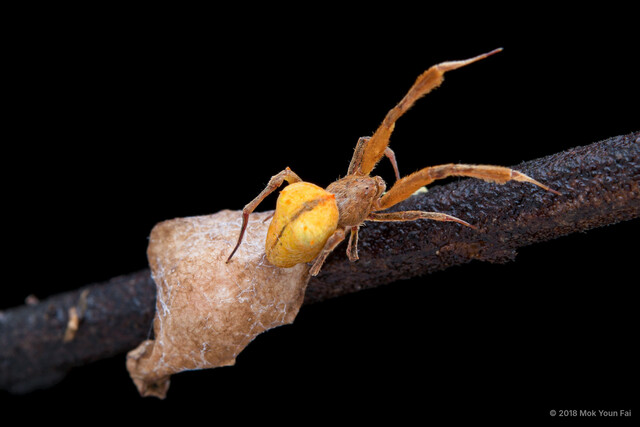 Uloborus sp. "Yellow"•&copy; Mok Youn Fai•All Rights Reserved♀, Adult, Habitus, Dorsal, Egg(s)/Egg Sac(s)