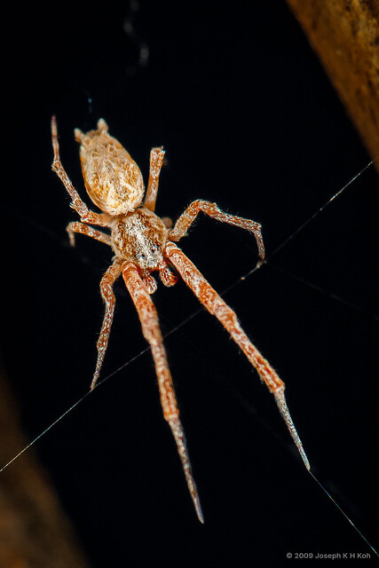 Uloborus plumipes•&copy; Joseph K H Koh•All Rights Reserved♂, Adult, Habitus, Dorsal