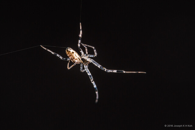 Zosis geniculata•&copy; Joseph K H Koh•All Rights Reserved♀, Adult, Habitus, Lateral