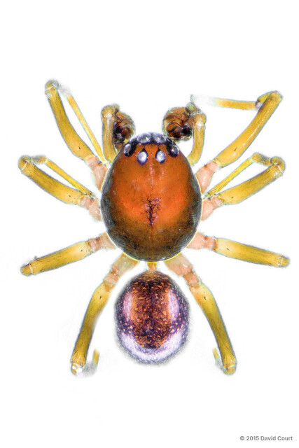 Asceua sp. "Smiley"•&copy; David Court•All Rights Reserved♂, Adult, Habitus, Dorsal