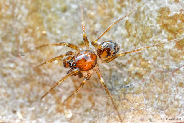 Asceua sp. "Variegated Brown"•&copy; James Koh•All Rights Reserved♂, Adult, Habitus, Dorsal