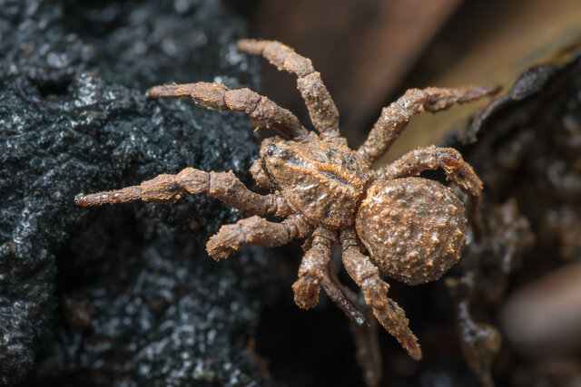 Cryptothele sundaica•&copy; Nicky Bay•All Rights Reserved♂, Adult, Habitus, Dorsal