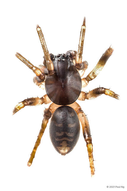 Mallinella sp. "Moustached"•&copy; Paul Ng•All Rights Reserved♂, Adult, Habitus, Dorsal