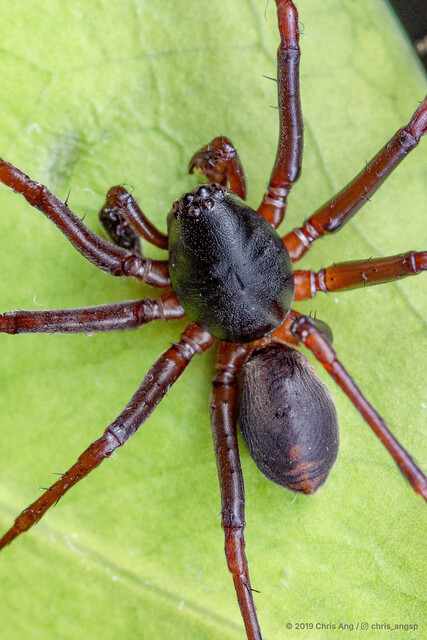Mallinella sp. "Short-haired"•&copy; Chris Ang•All Rights Reserved♂, Adult, Habitus, Dorsal