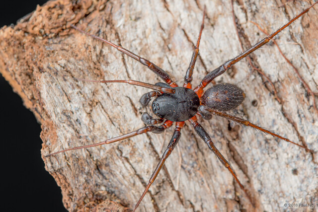 Mallinella allorostrata•&copy; Paul Ng•All Rights Reserved♂, Adult, Habitus, Dorsal