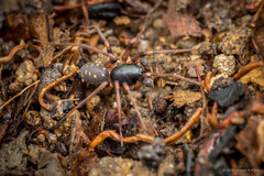 Mallinella annulipes (Thorell, 1893)
