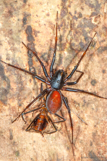 Mallinella myrmecophaga•&copy; Joseph K H Koh•All Rights Reserved♀, Adult, Habitus, Dorsal, Mating
