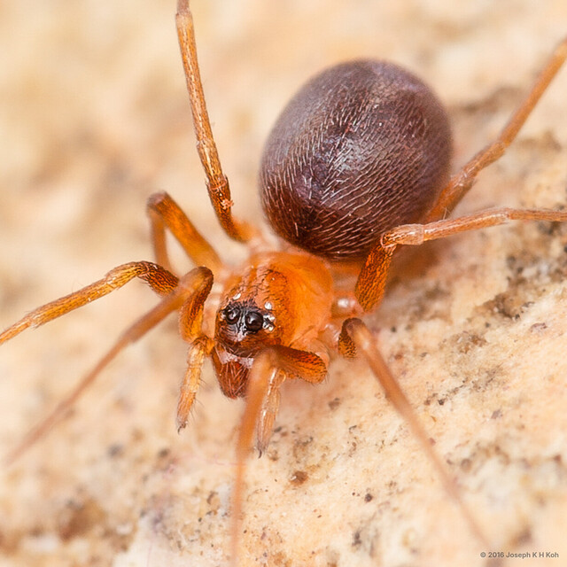 Tropizodium sp. "Unshaven"•&copy; Joseph K H Koh•All Rights Reserved♀, Adult, Habitus, Dorsal
