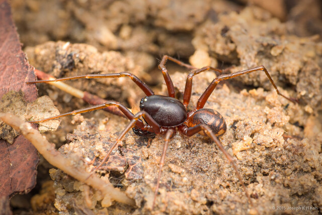 Workmania juvenca•&copy; Joseph K H Koh•All Rights Reserved♂, Adult, Habitus, Dorsal