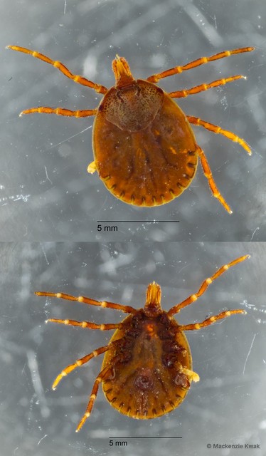 Amblyomma cordiferum•&copy; Mackenzie Kwak•All Rights Reserved