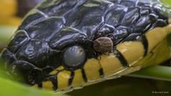 Amblyomma cordiferum•&copy; Bernard Seah•All Rights Reserved