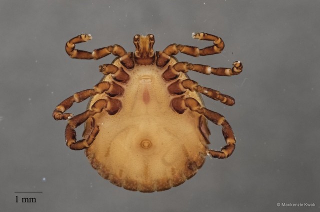 Amblyomma javanense•&copy; Mackenzie Kwak•All Rights Reserved