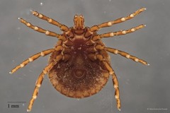 Amblyomma javanense•&copy; Mackenzie Kwak•All Rights Reserved