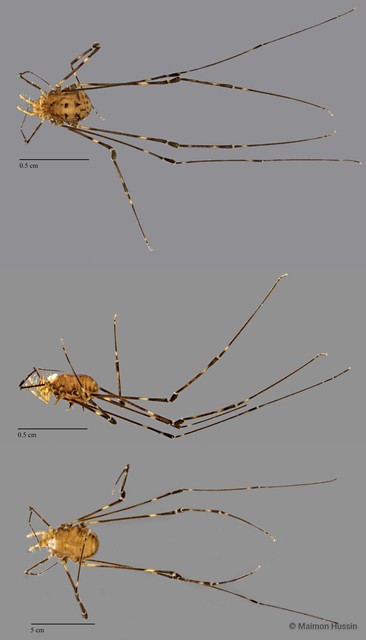 Opiliones sp. "ZRCBDP0071973"•&copy; Maimon Hussin•All Rights Reserved