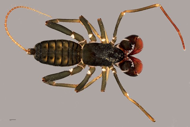 Thelyphonus sp. "ZRCBDP0071876"•&copy; Tan Wee Chye•All Rights Reserved