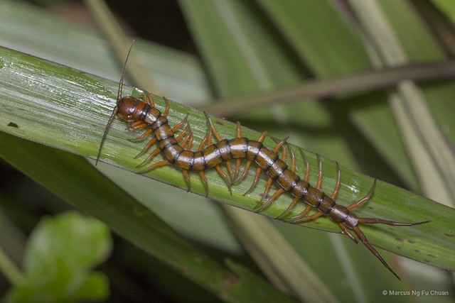 Scolopendra subspinipes•&copy; Marcus Ng Fu Chuan•All Rights Reserved