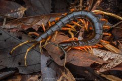 Scolopendra subspinipes•&copy; Kenneth Chin•All Rights Reserved